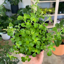 Load image into Gallery viewer, Pilea Baby Tears
