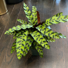 Load image into Gallery viewer, Calathea Lancifolia &quot;Rattlesnake&quot;
