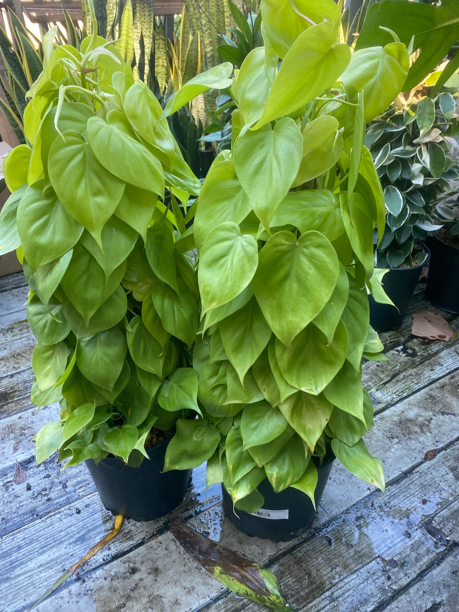 lime philodendron Philodendron Lemon Lime Hederaceum