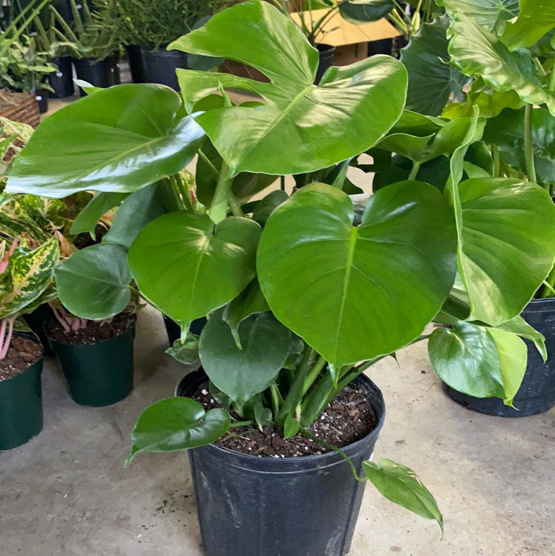 Monstera Deliciosa – Lush Plant Co. Decatur