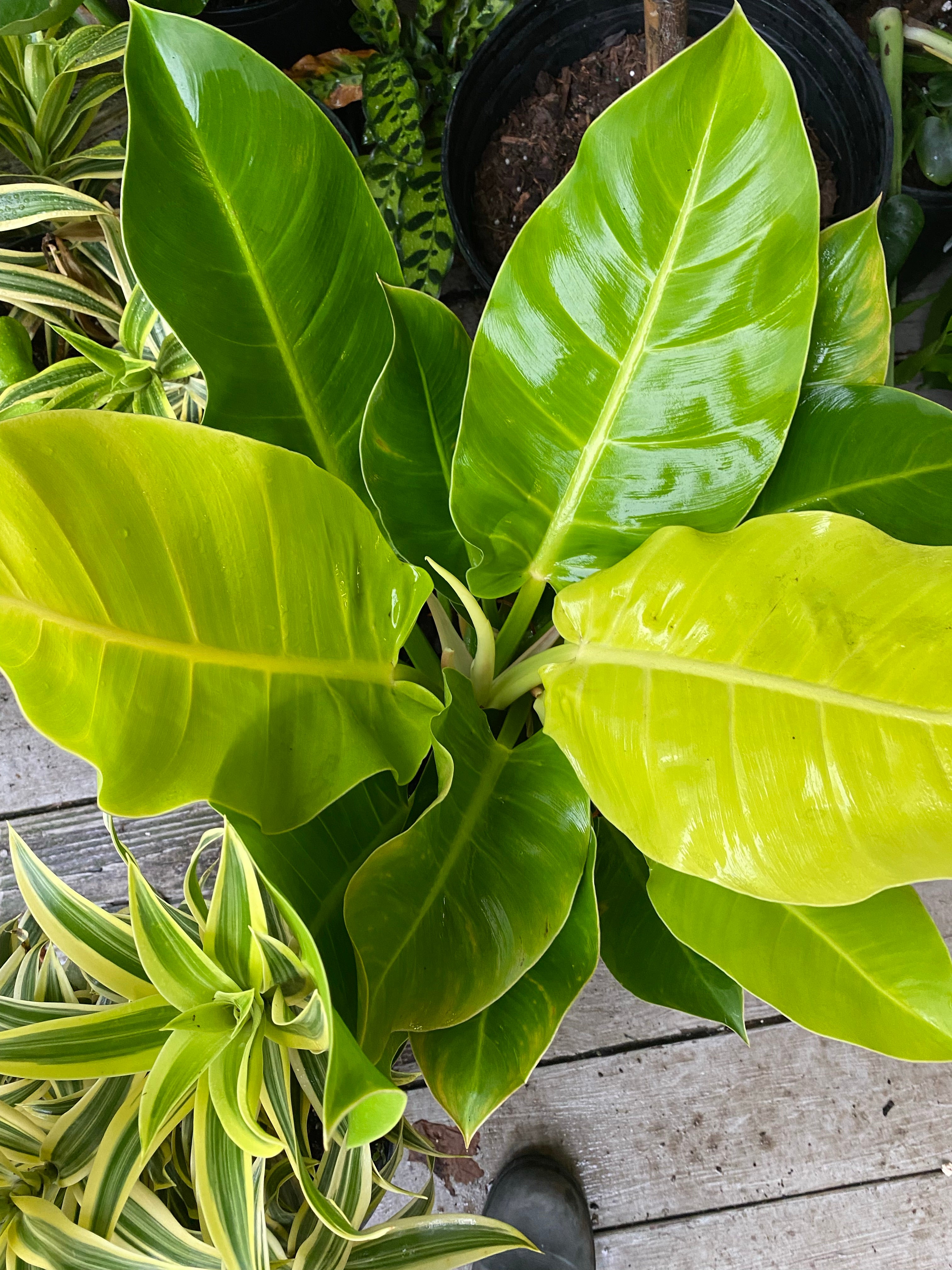 philodendron moonlight