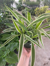 Load image into Gallery viewer, Spider Plant - Variegated
