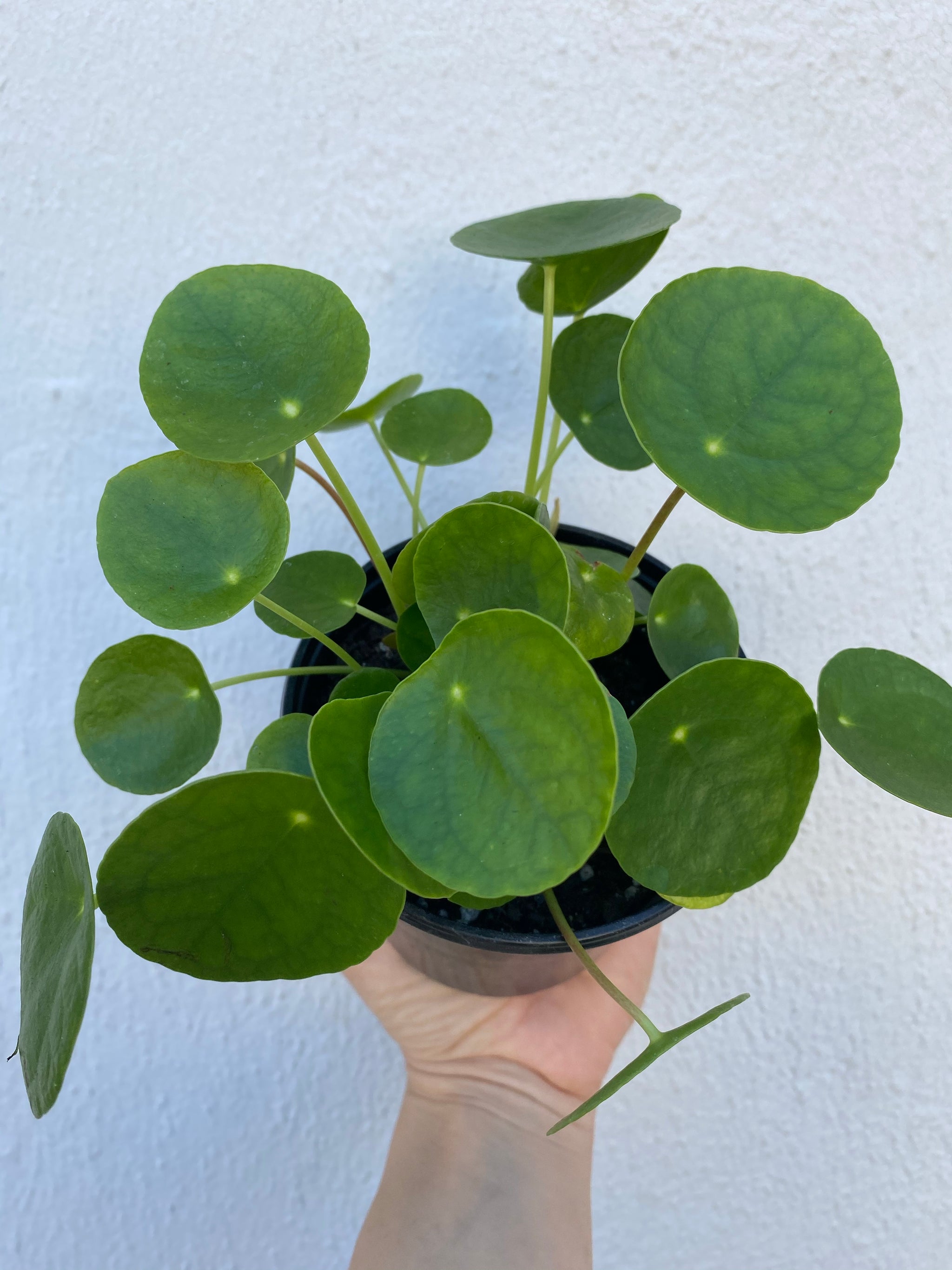 indoor plant that looks like lily pads Pilea Peperomioides – Lush Plant Co. Decatur