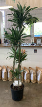 Load image into Gallery viewer, Dracaena Warneckii
