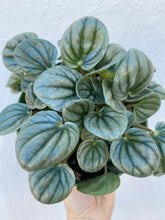 Load image into Gallery viewer, Peperomia Frost

