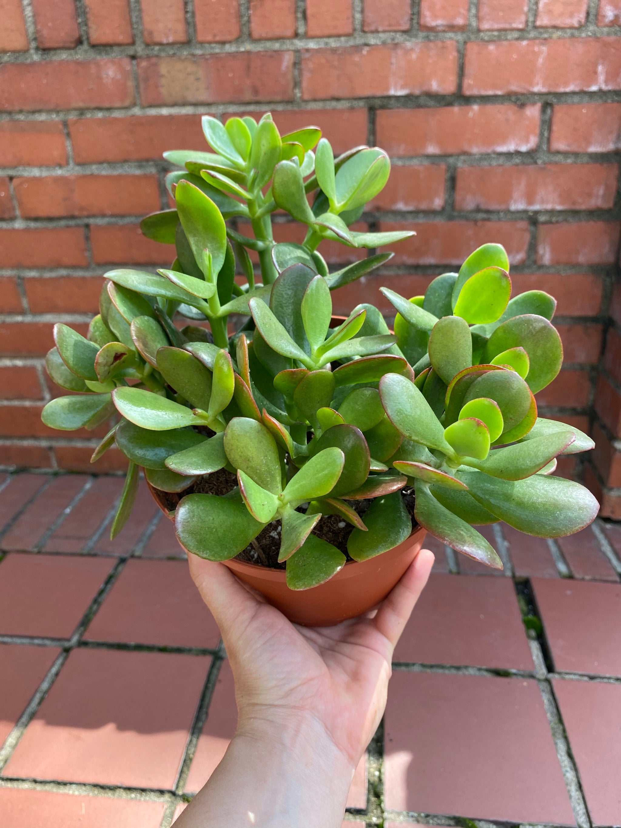 Succulents - Jade – Lush Plant Co. Decatur