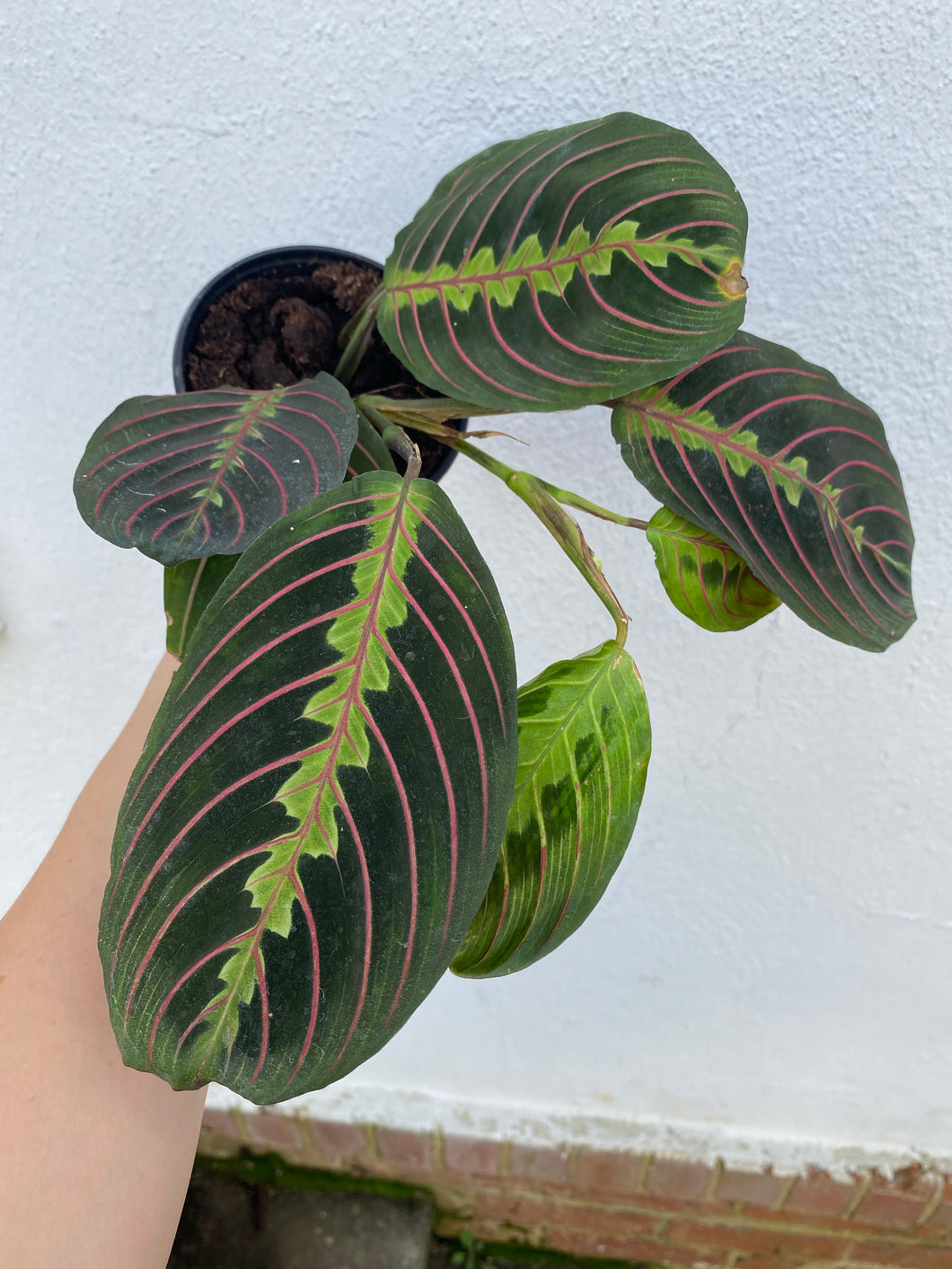 Red Maranta