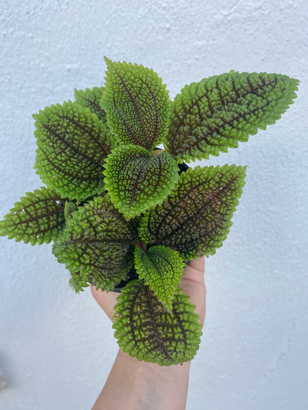 Pilea Moon Valley