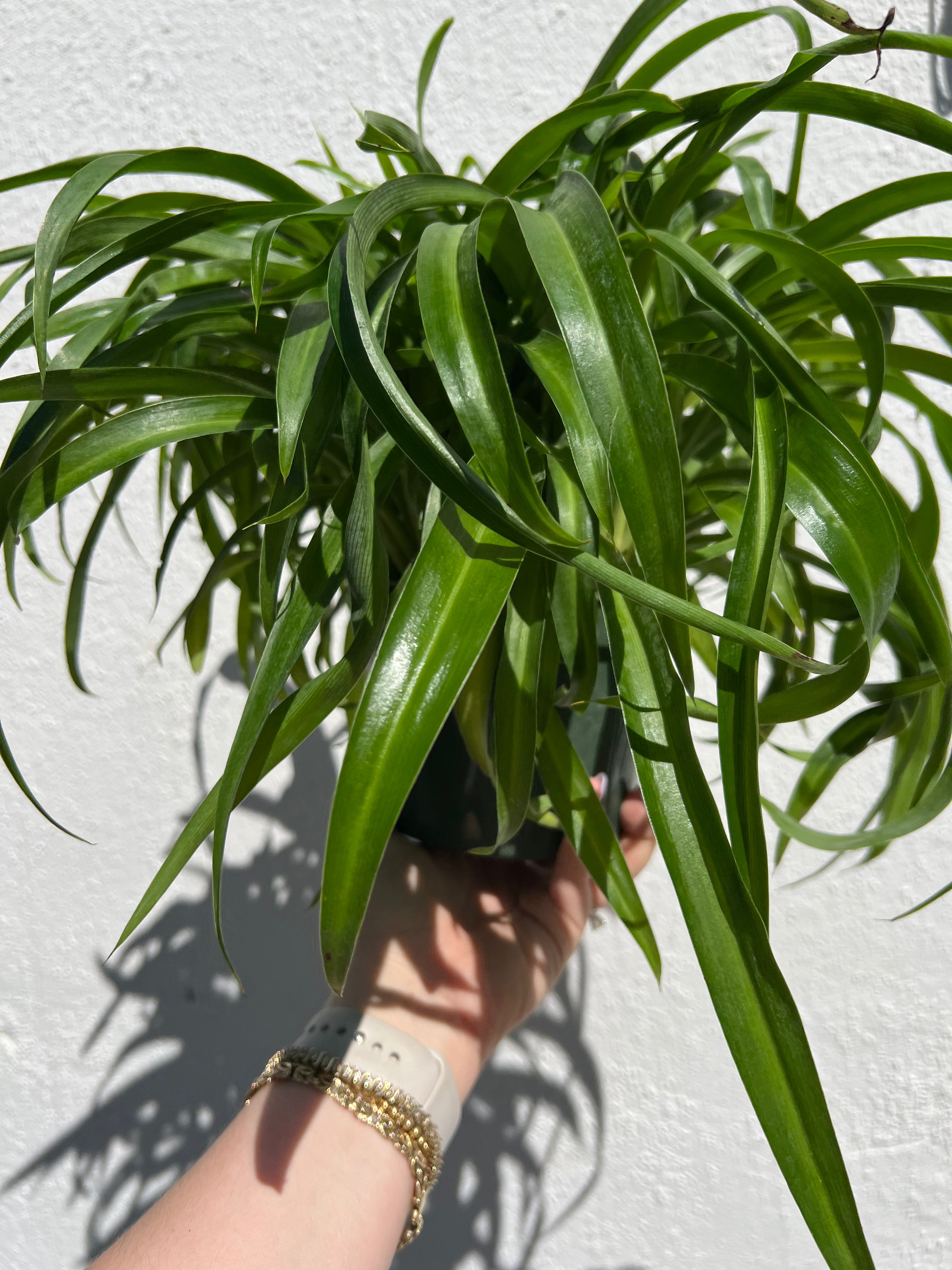 solid green curly spider plant Spider Plant