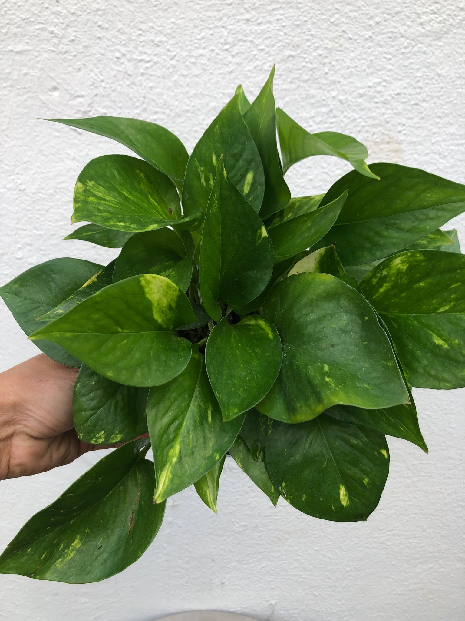 lush golden pothos Golden Pothos – Lush Plant Co. Decatur