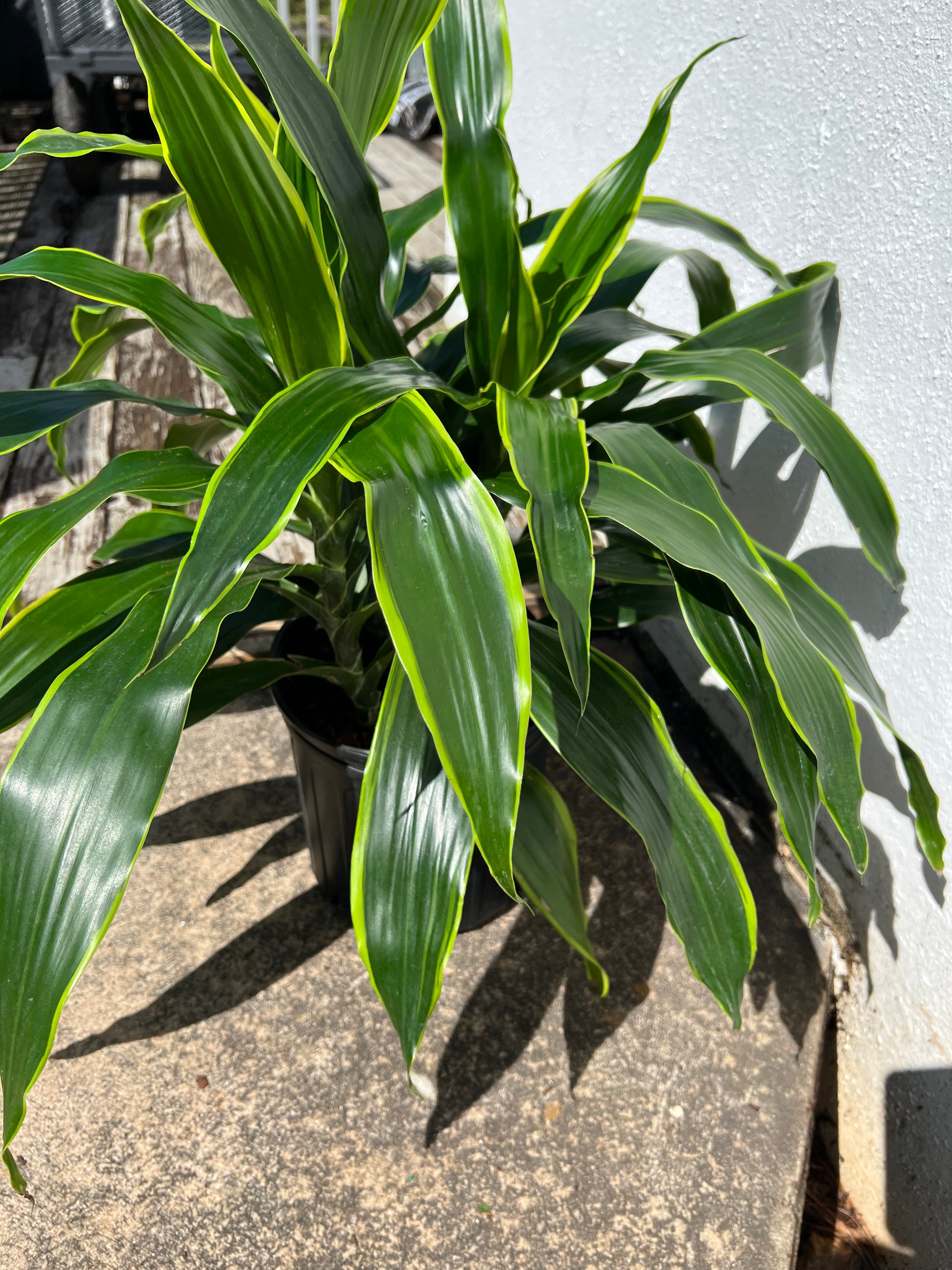 dracaena carmen plant Dracaena Carmen – Lush Plant Co. Decatur