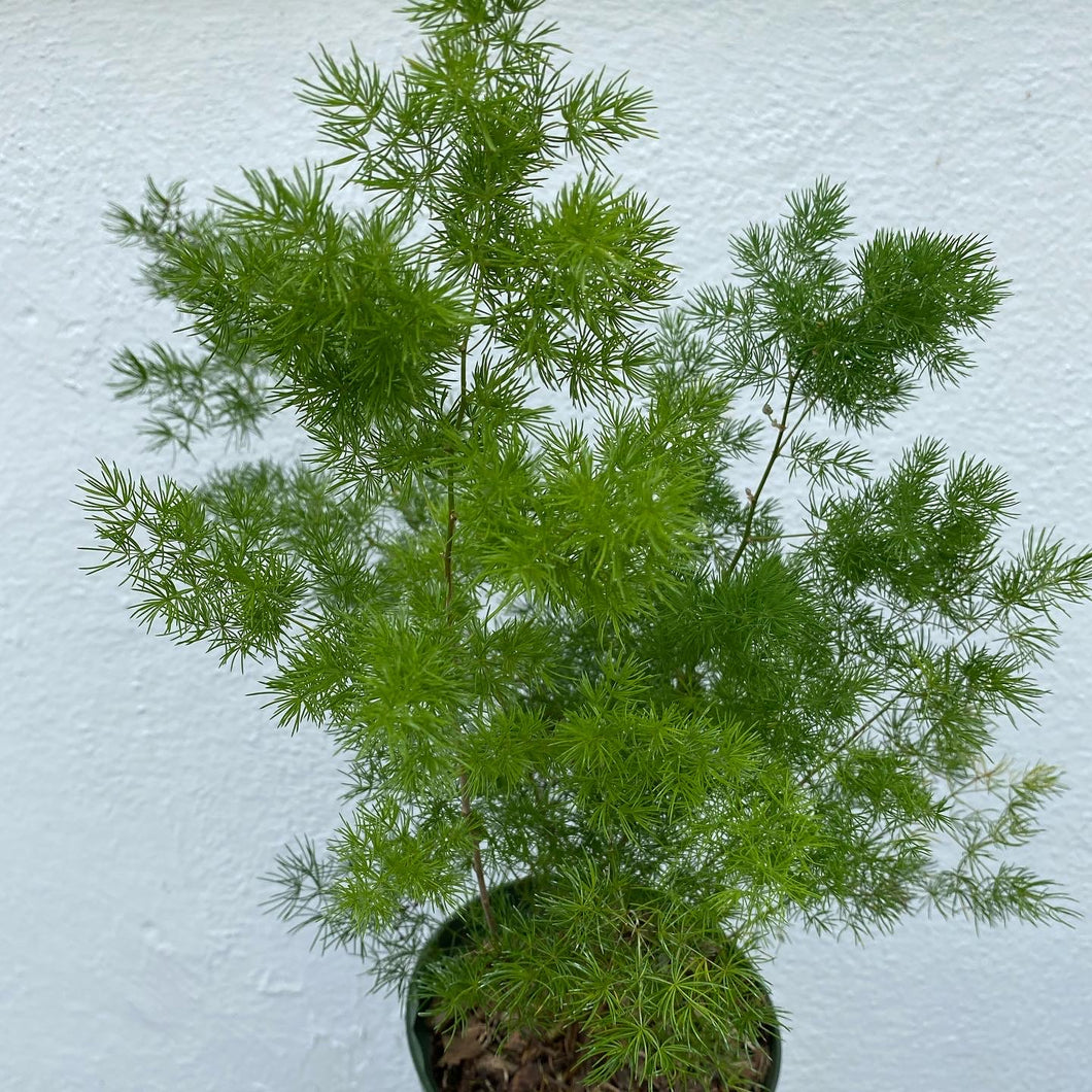 Asparagus Fern