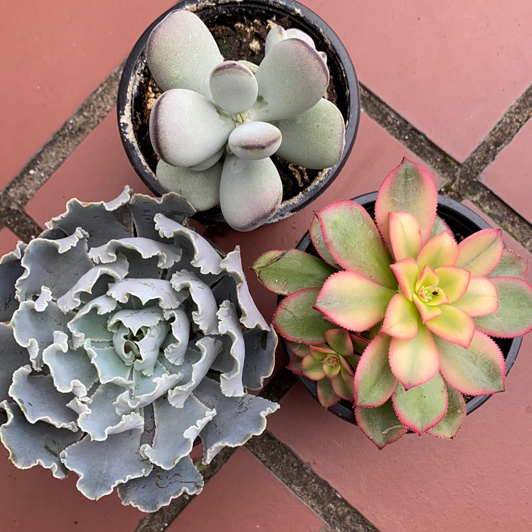 lush succulents Assorted Succulents – Lush Plant Co. Decatur