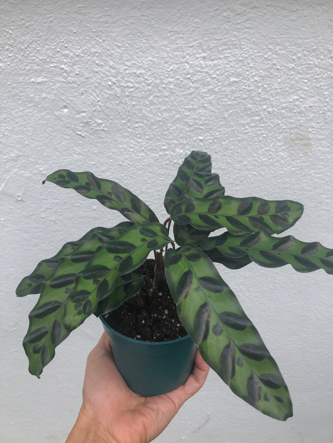 Calathea Lancifolia 