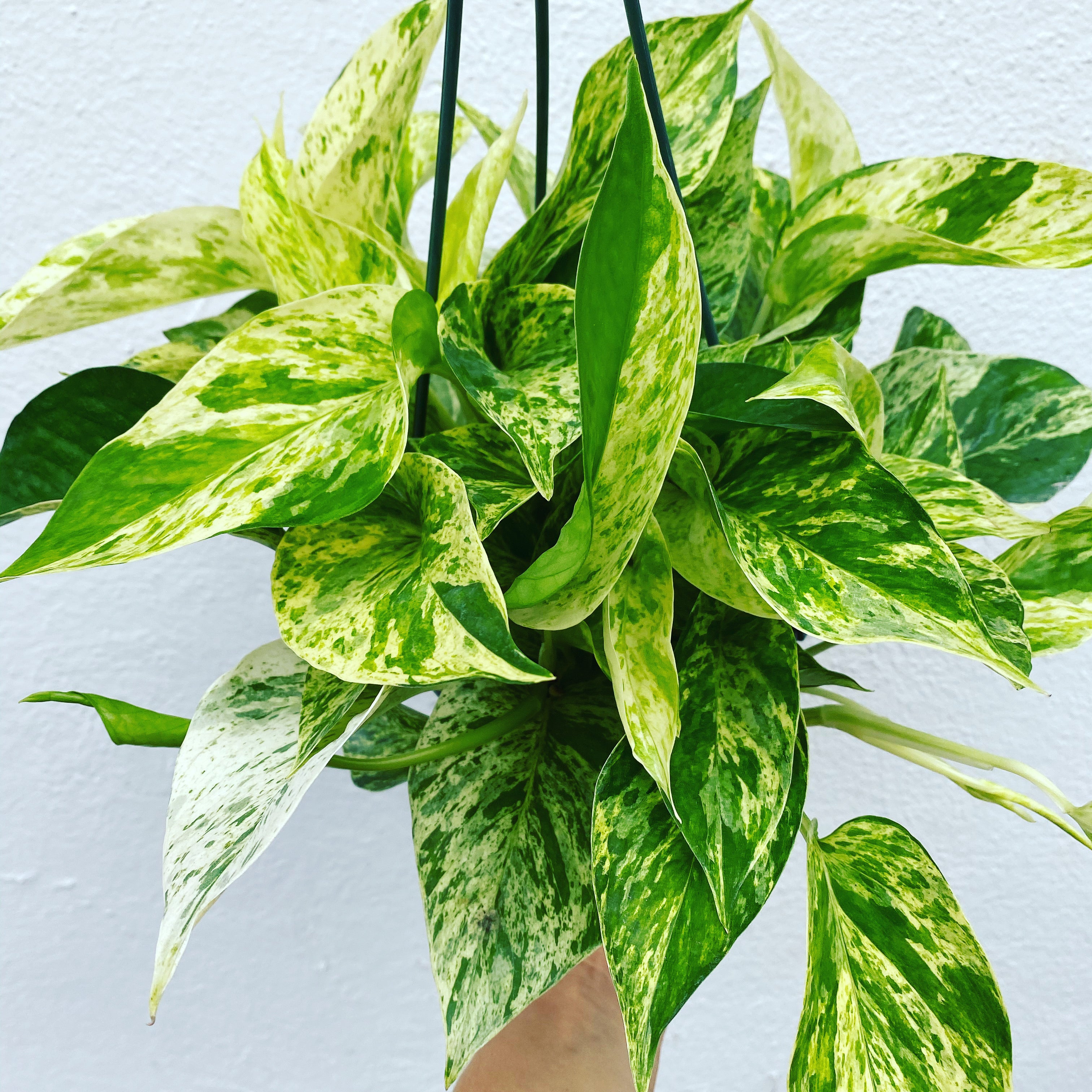 marble queen pothos hanging Pothos 'Marble Queen' 8" Pot / Nursery