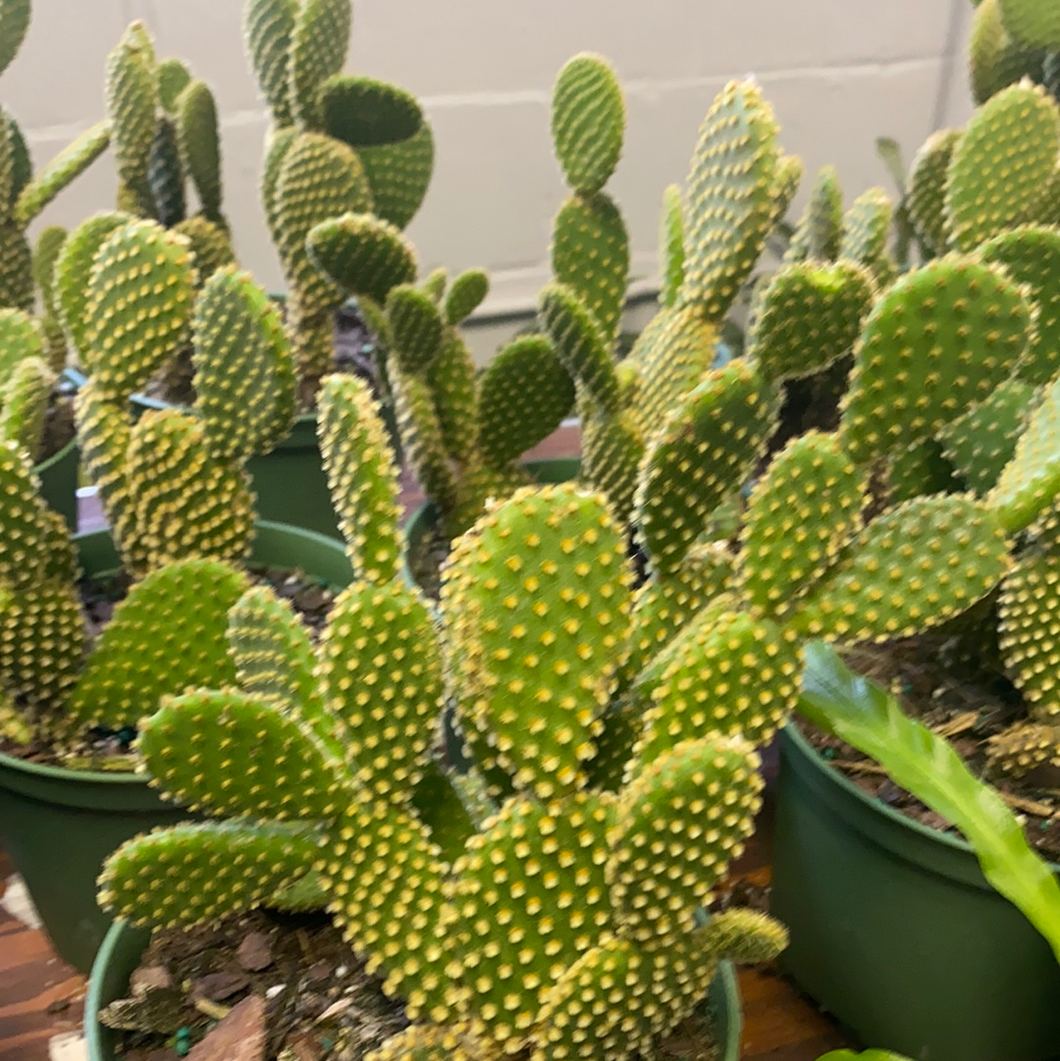 Opuntia Microdasys