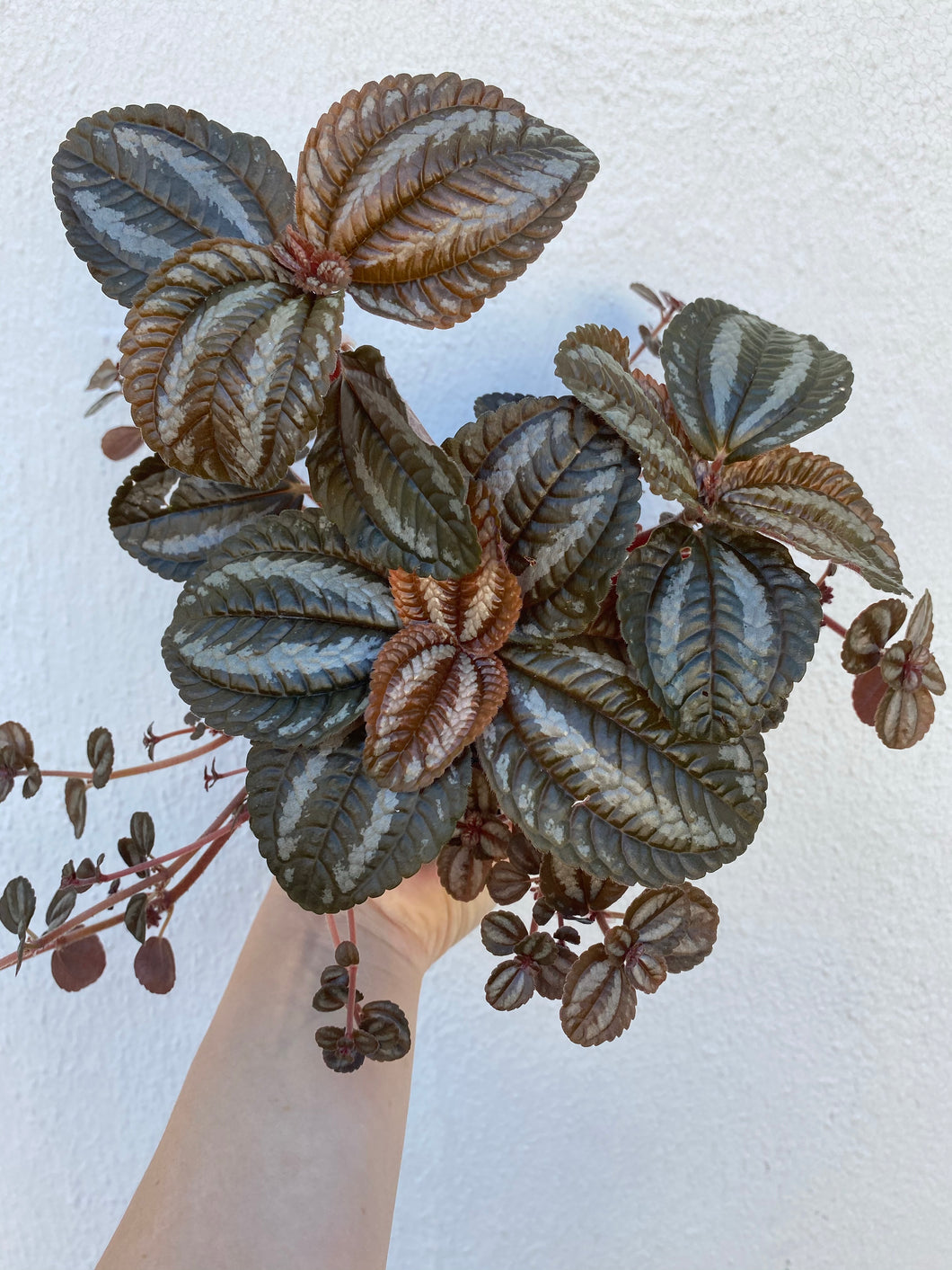 Pilea 