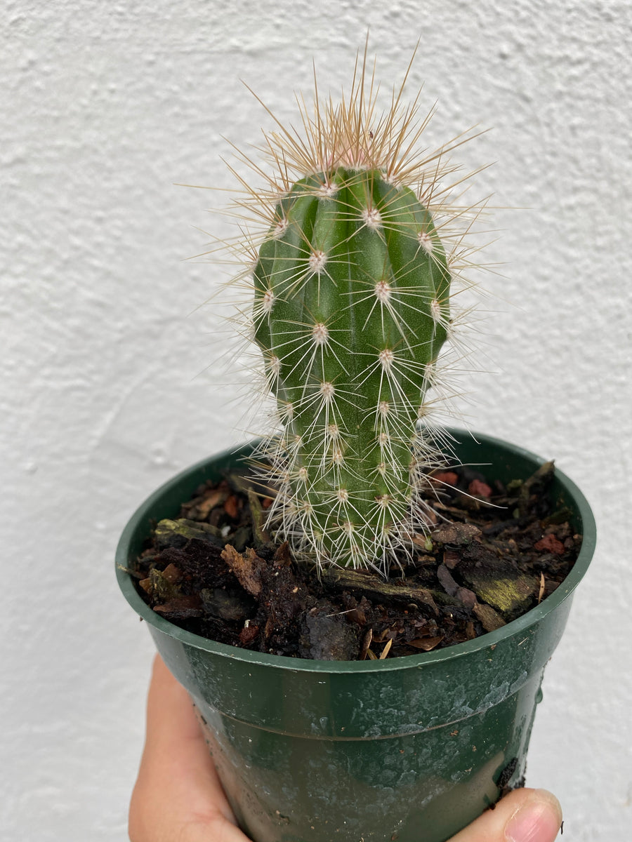 Cactus - Assorted – Lush Plant Co. Decatur