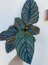 Load image into Gallery viewer, Calathea Ornata
