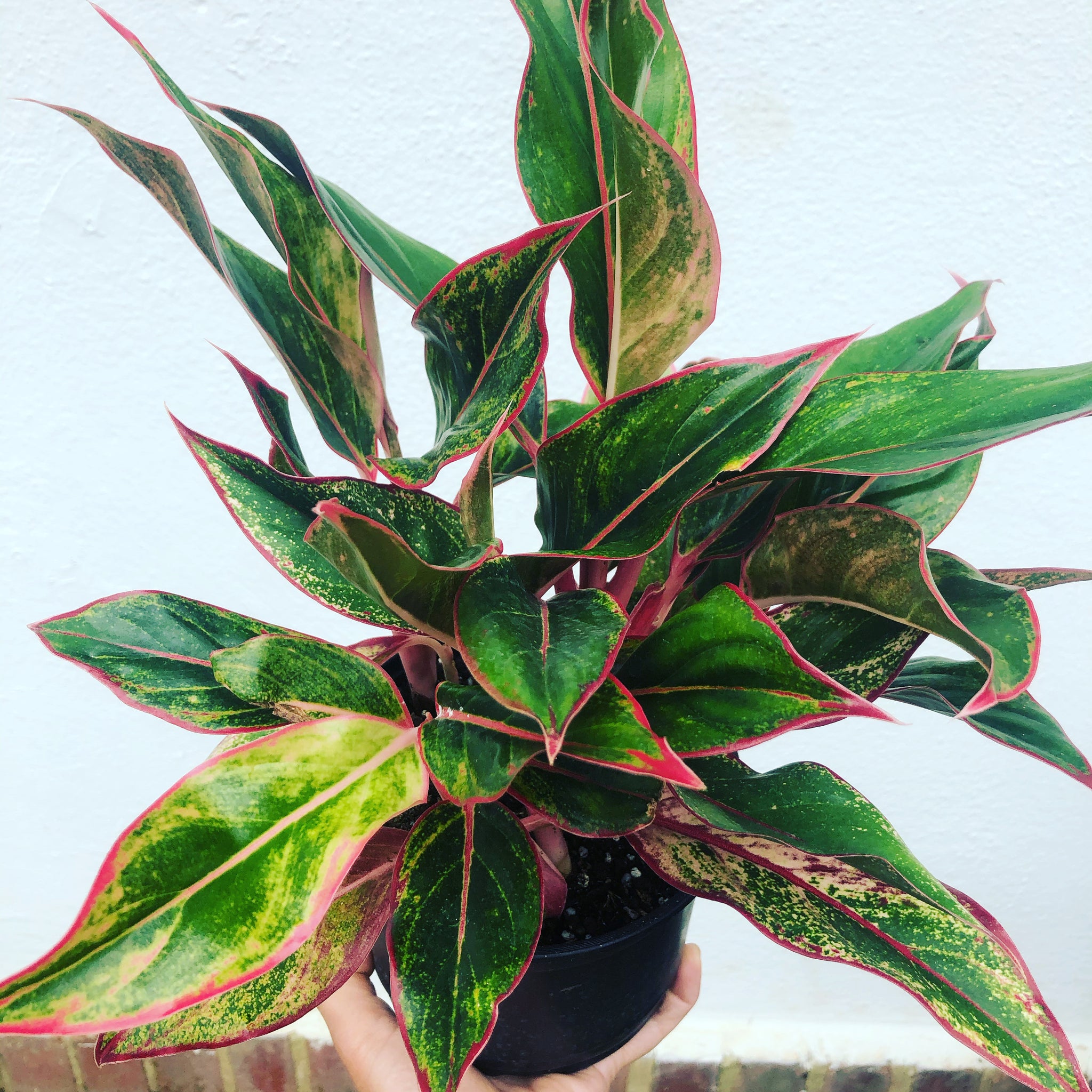 lush aglaonema Aglaonema Siam – Lush Plant Co. Decatur