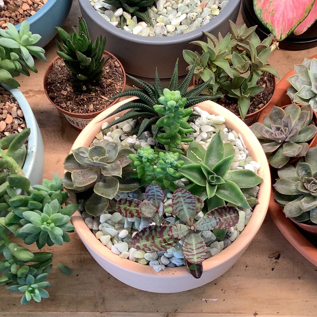 Succulent & Cacti Bowls