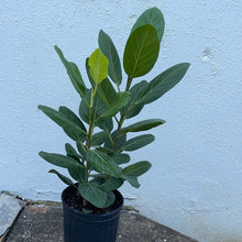 Load image into Gallery viewer, Ficus Audrey
