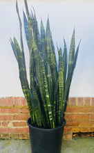 Load image into Gallery viewer, Sansevieria Black Coral
