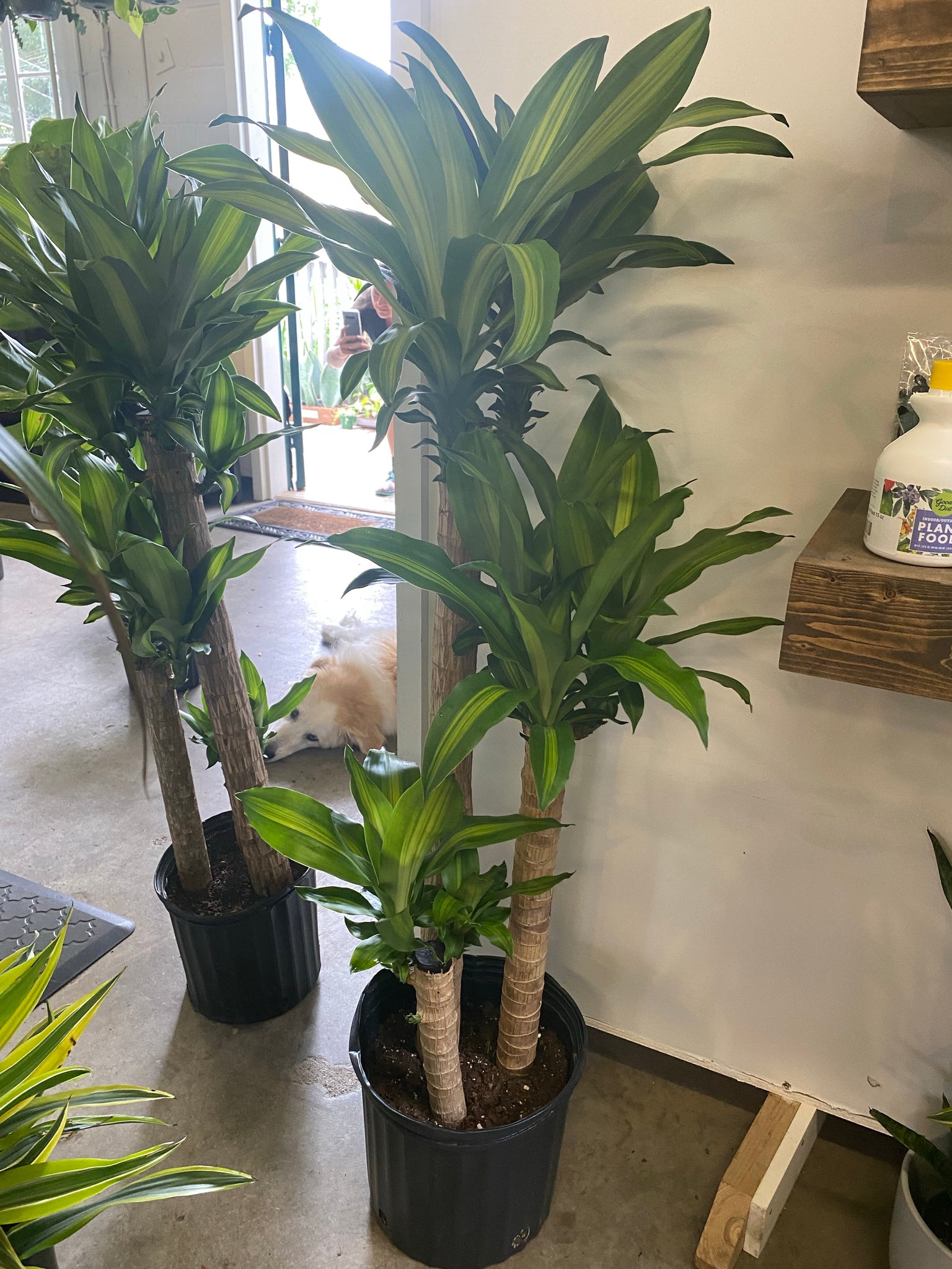 dracaena mass cane stalk plant Dracaena Fragrans Mass Cane – Lush Plant Co. Decatur