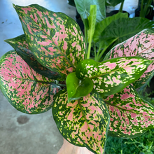 Load image into Gallery viewer, Aglaonema Red Valentine
