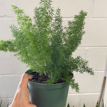 Load image into Gallery viewer, Foxtail Fern
