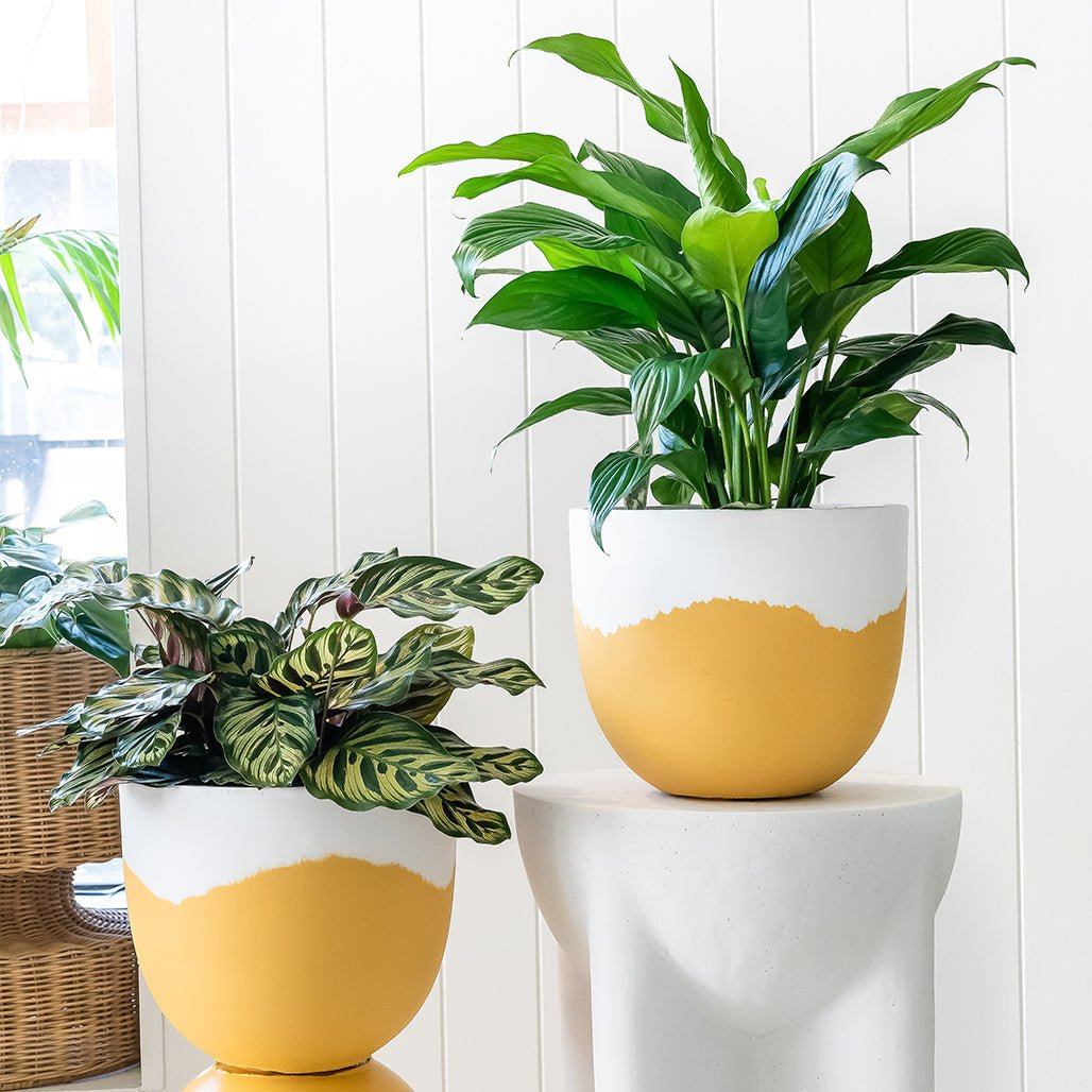 Toast & Honey Pots