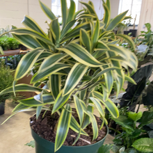 Load image into Gallery viewer, Dracaena - Song of India
