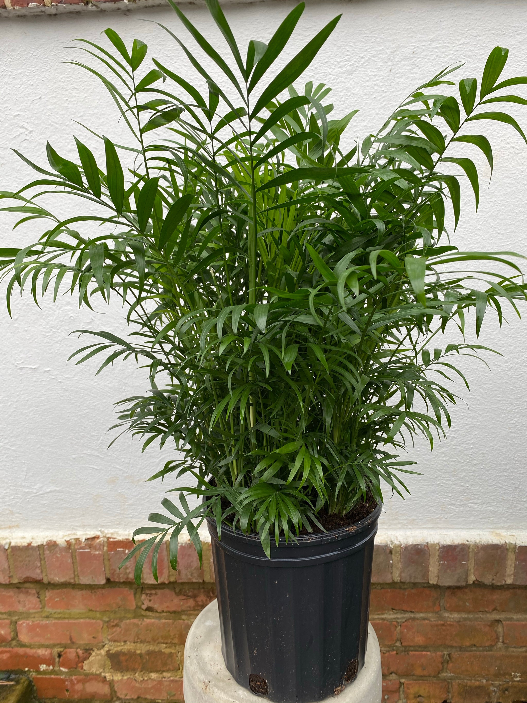 bella palm plant Parlor Palm Neanthe Bella Palm