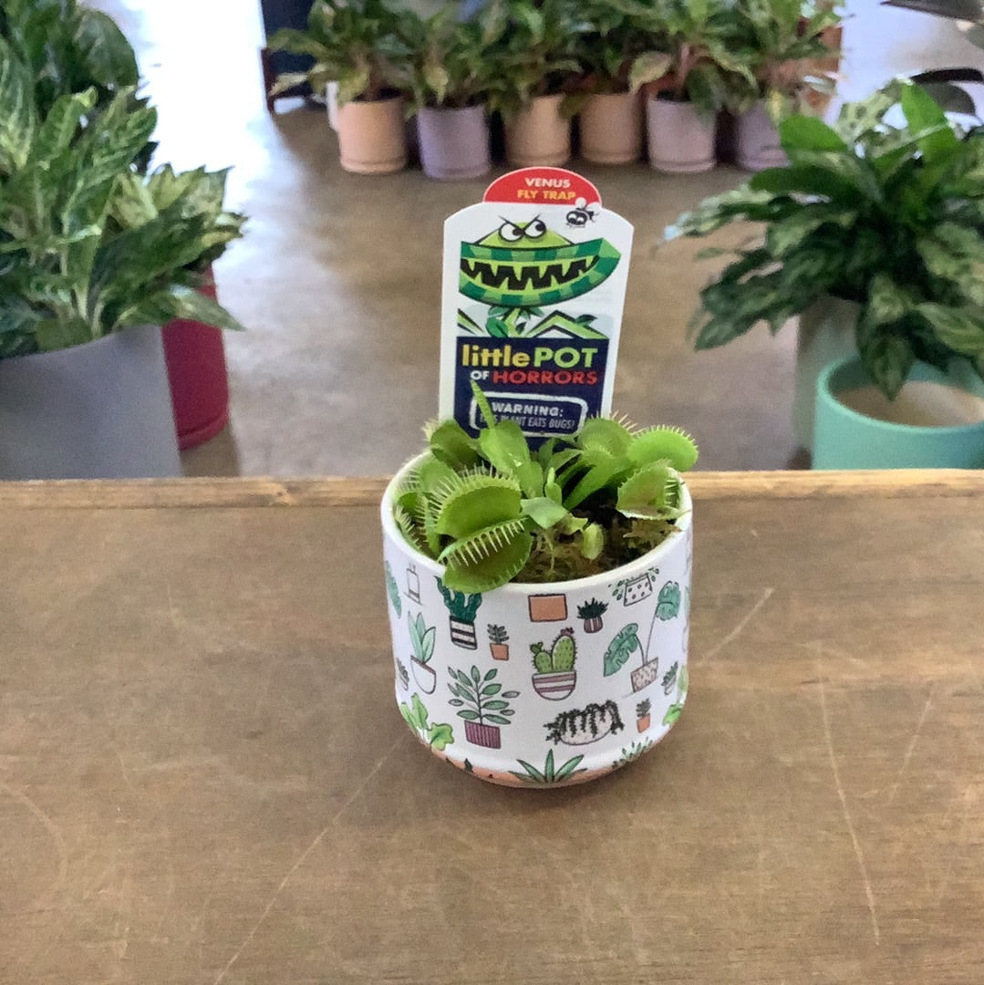 Venus Fly Trap – Lush Plant Co. Decatur