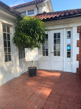Load image into Gallery viewer, Ficus Alii
