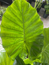 Load image into Gallery viewer, Alocasia Calidora
