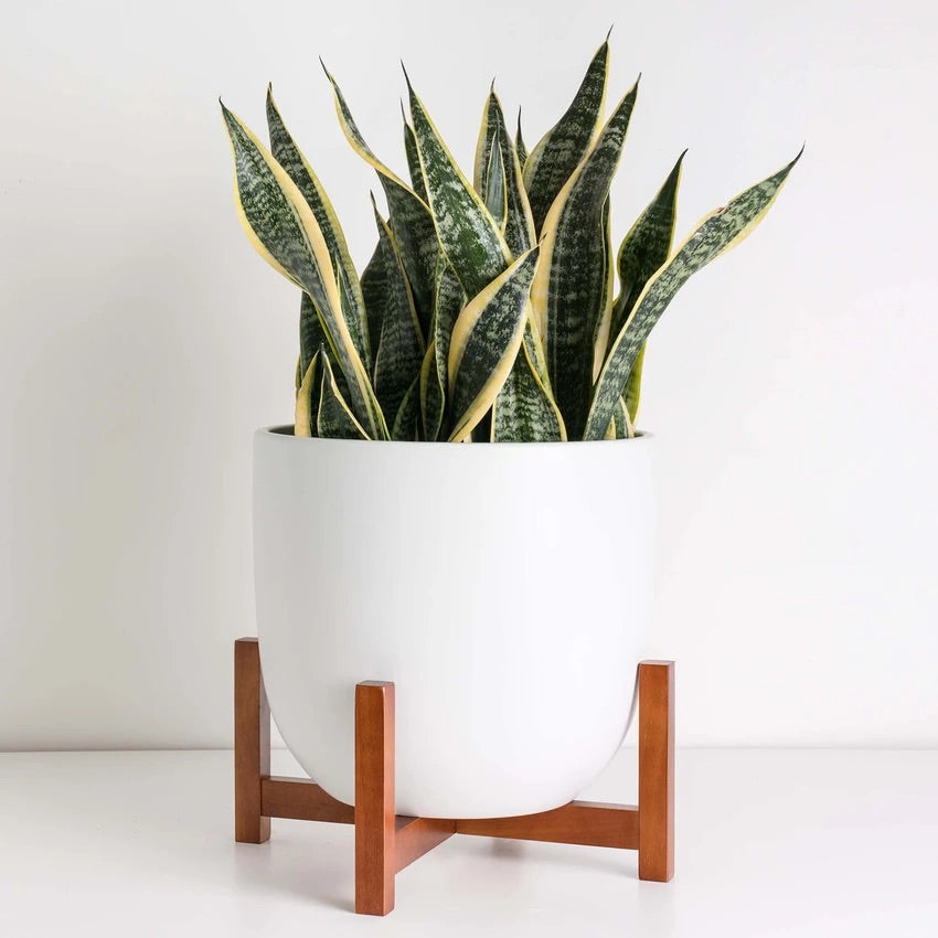 P&P Low Stand - Walnut – Lush Plant Co. Decatur