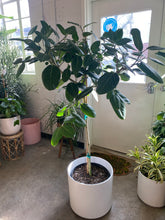 Load image into Gallery viewer, Ficus Audrey

