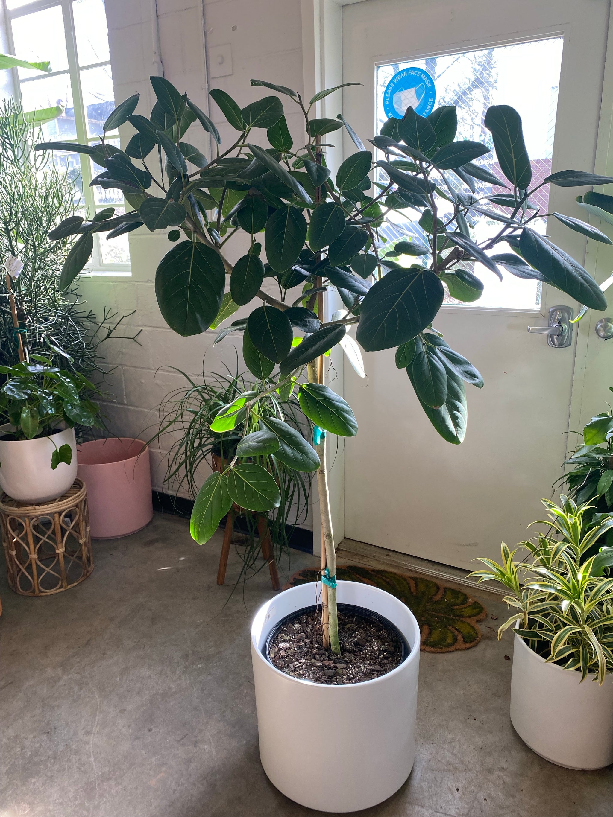 ficus audrey on stem plantasjen Ficus Audrey – Lush Plant Co. Decatur