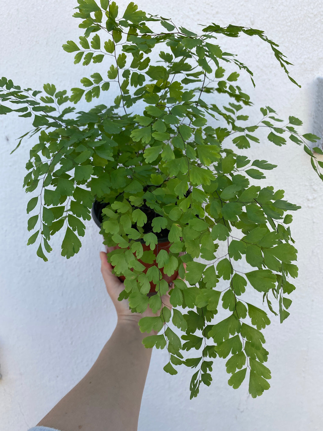 Maidenhair Fern