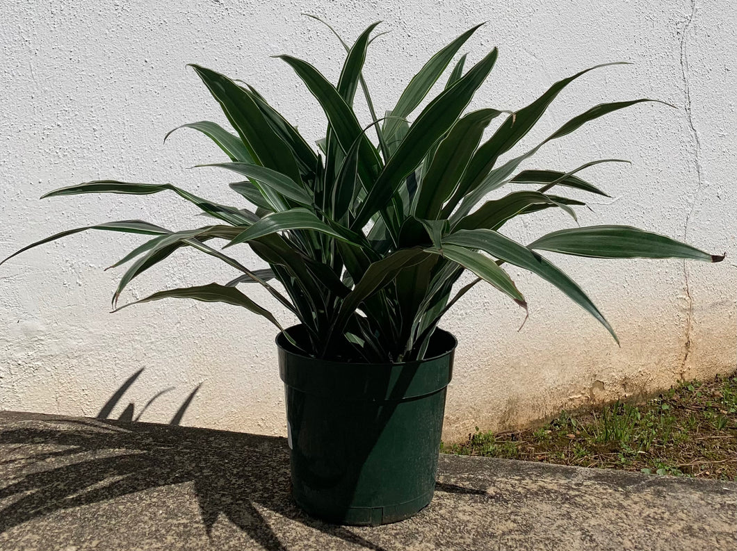 Dracaena Warneckii