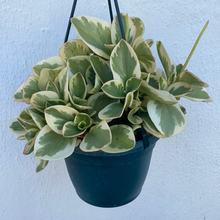 Load image into Gallery viewer, Peperomia Obtusifolia Variegated
