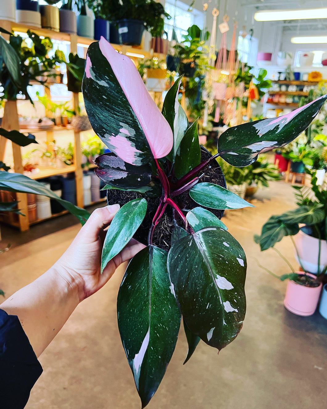 do pink princess philodendrons flower Philodendron Pink Princess