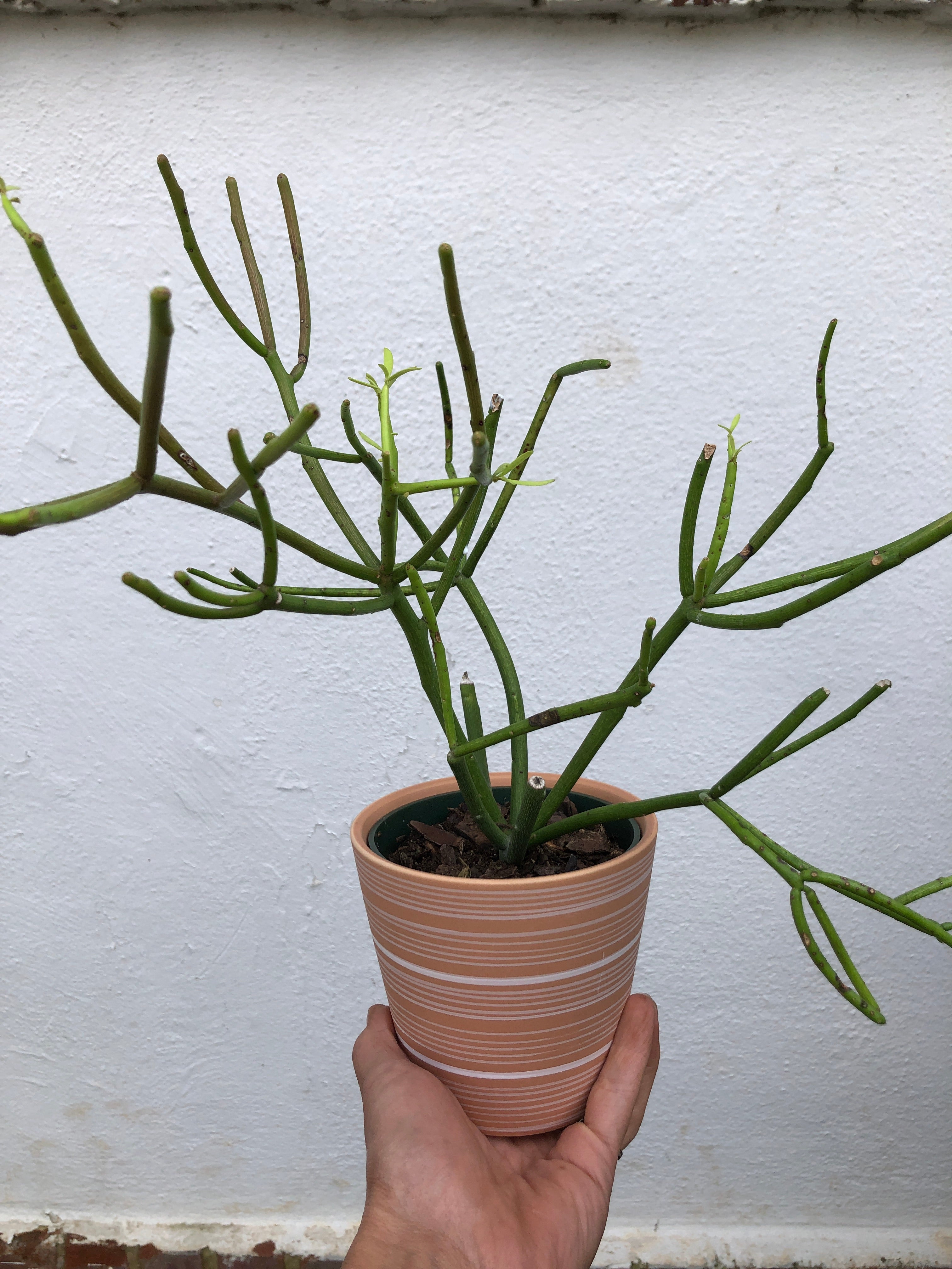 Pencil Cactus  Lush Plant Co. Decatur