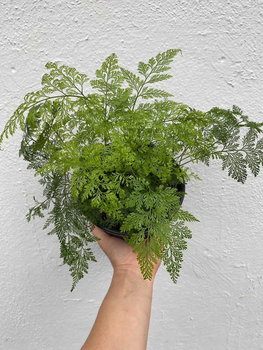 Rabbit's Foot Fern – Lush Plant Co. Decatur