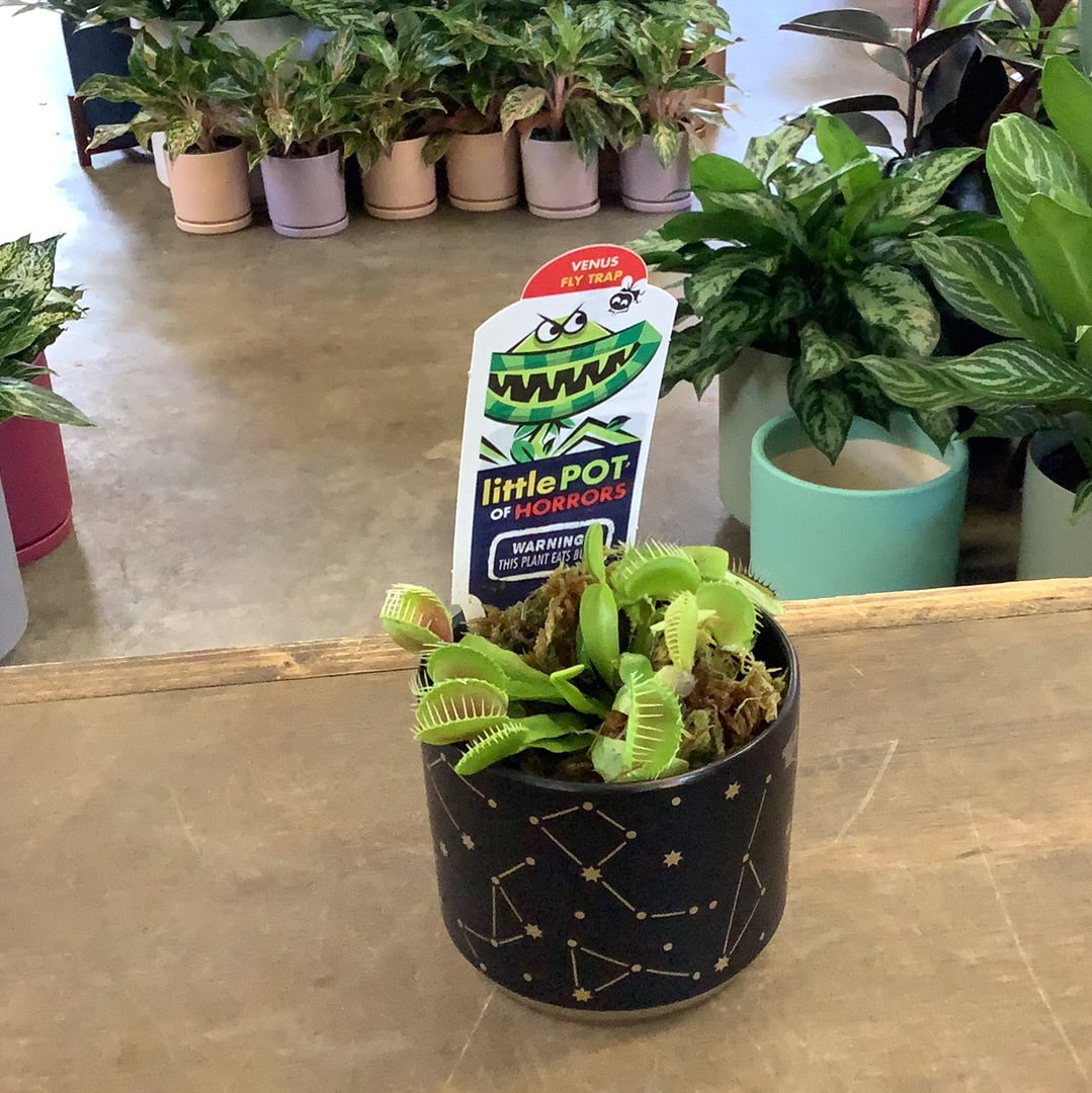 fly catcher indoor plant Venus Fly Trap – Lush Plant Co. Decatur