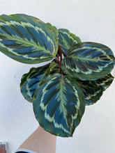 Load image into Gallery viewer, Calathea Medallion
