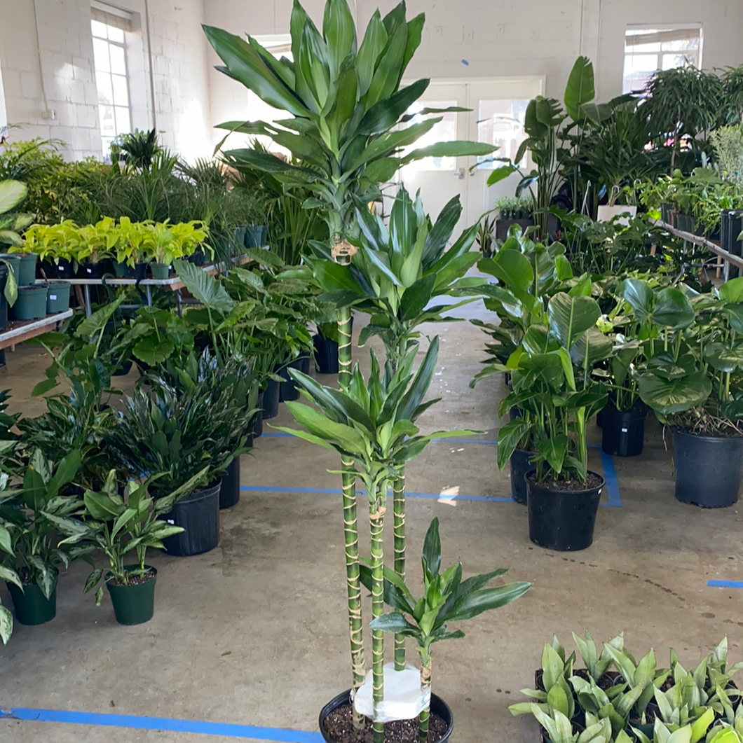Dracaena Lind Cane