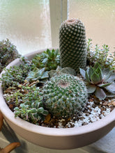 Load image into Gallery viewer, Succulent &amp; Cacti Bowls
