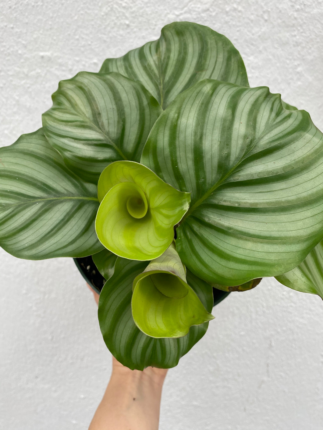 Calathea Orbifolia